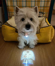 이미지를 갤러리 뷰어에 로드 , 사진들이 산책 영화 램프♪커스터마이즈 애완동물 용품

